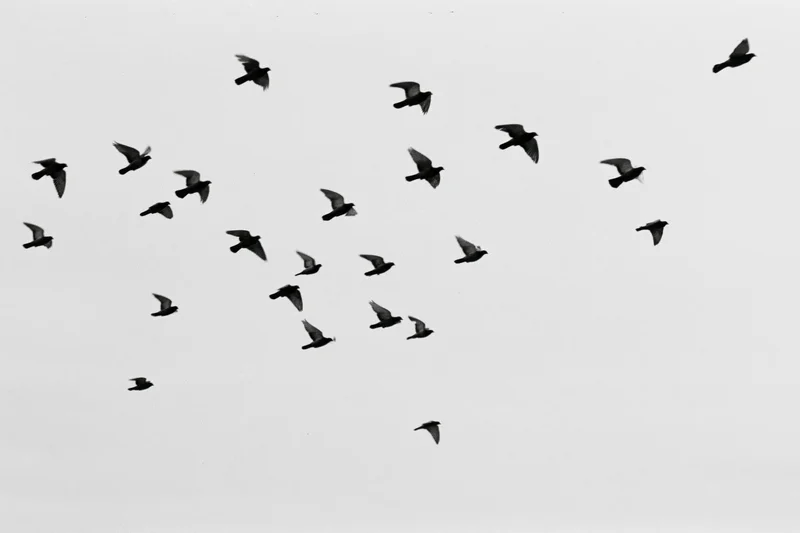 Silhouetted birds in mid-flight scattered across a gray sky