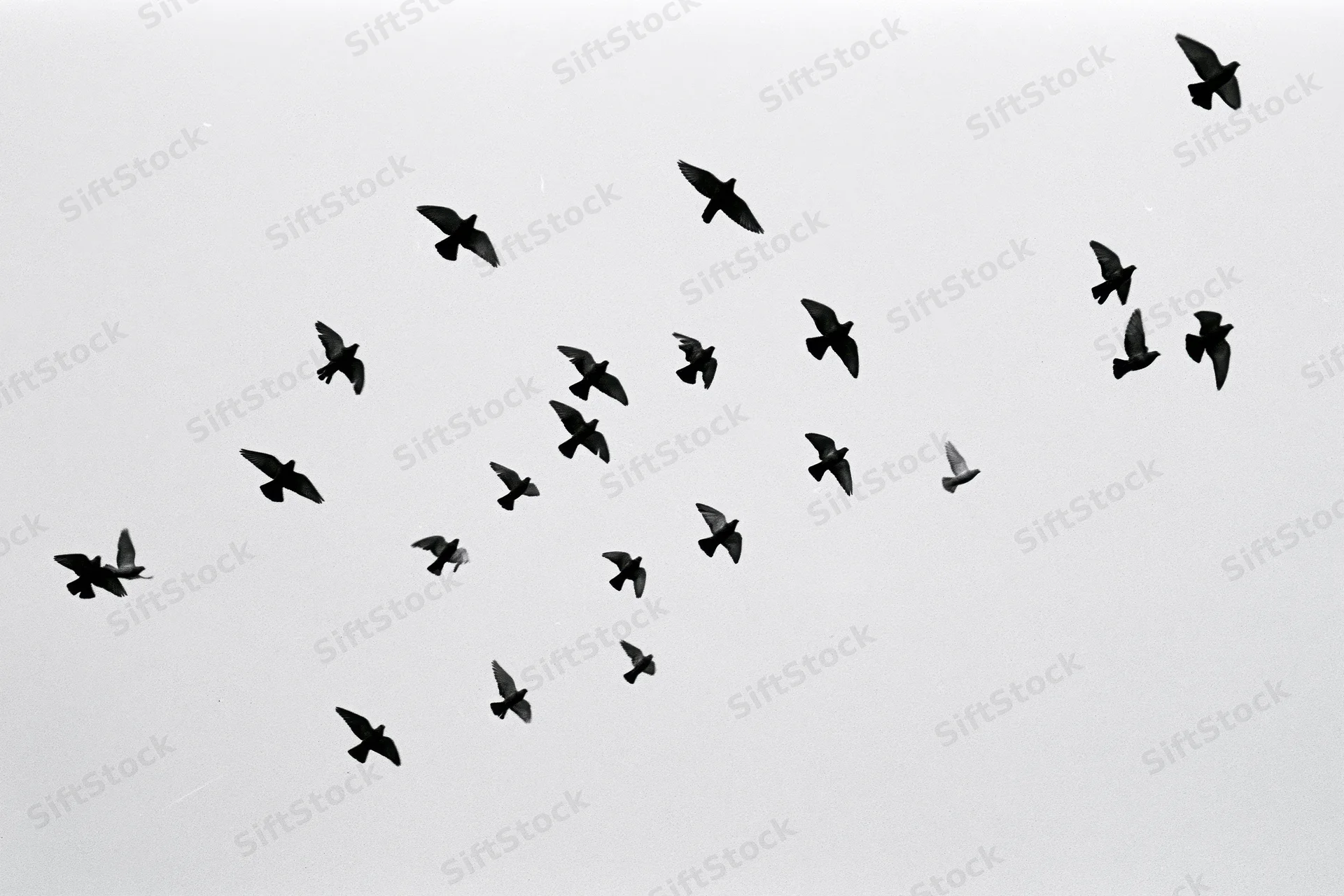 Flock of small birds in mid-flight against a plain sky