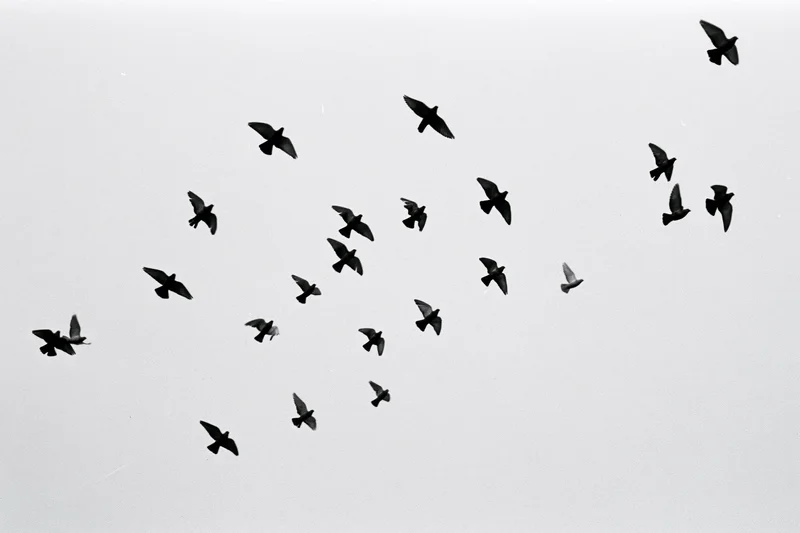 Flock of small birds in mid-flight against a plain sky