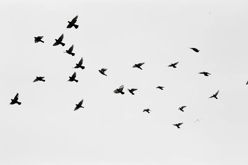 Silhouetted birds in flight against a bright sky