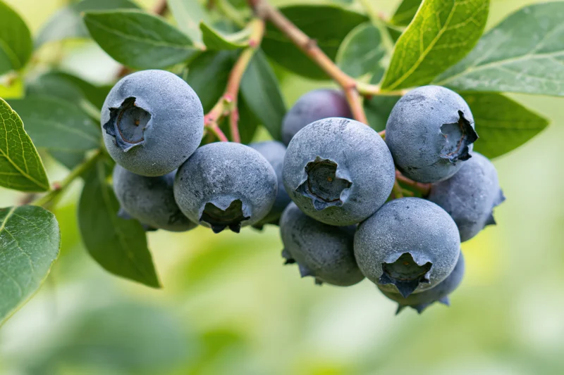 Ripe blueberries clustered on a woody stem with green leaves in a garden setting