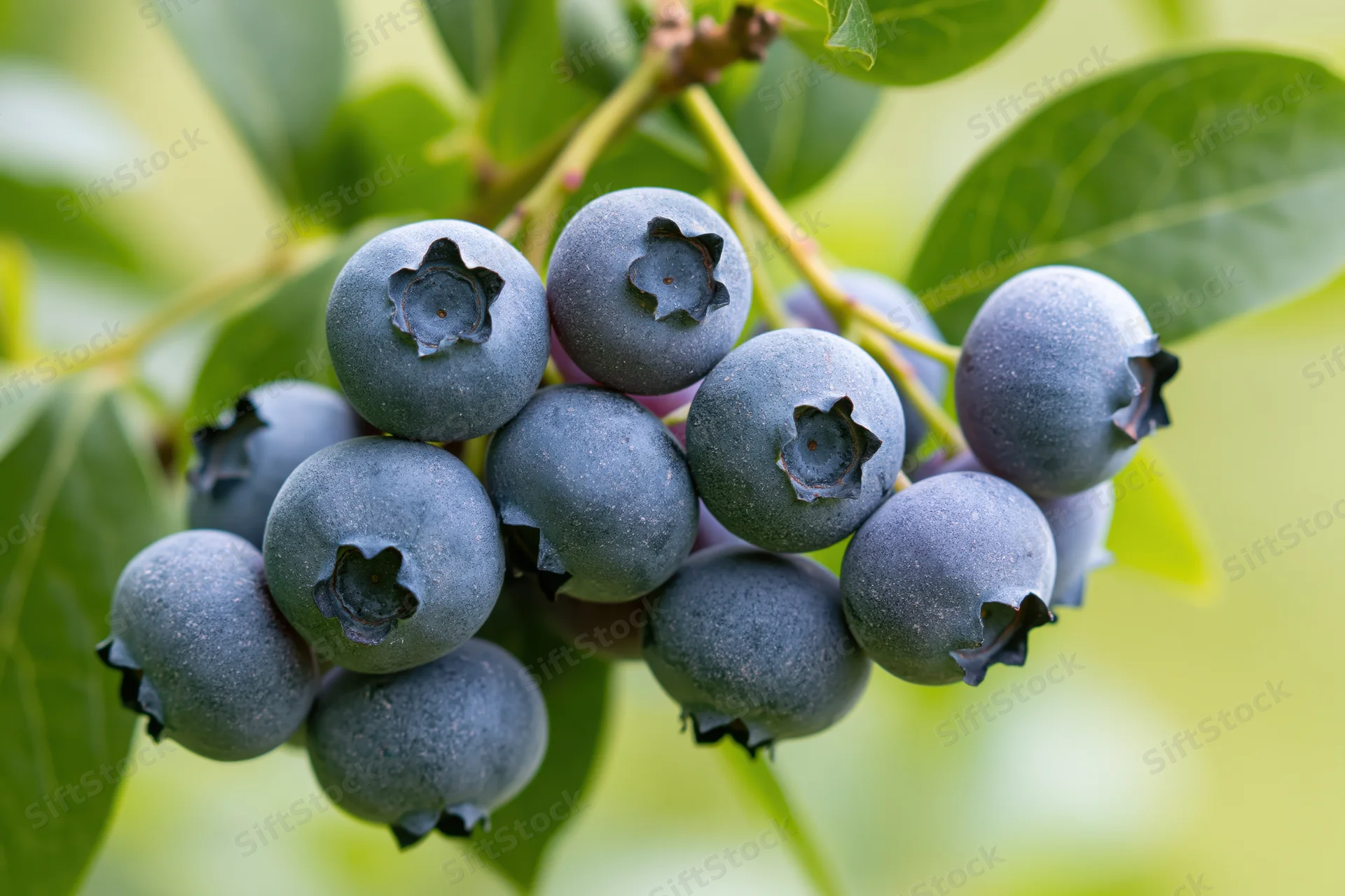Ripe blueberries clustered on a stem with green leaves in a garden setting