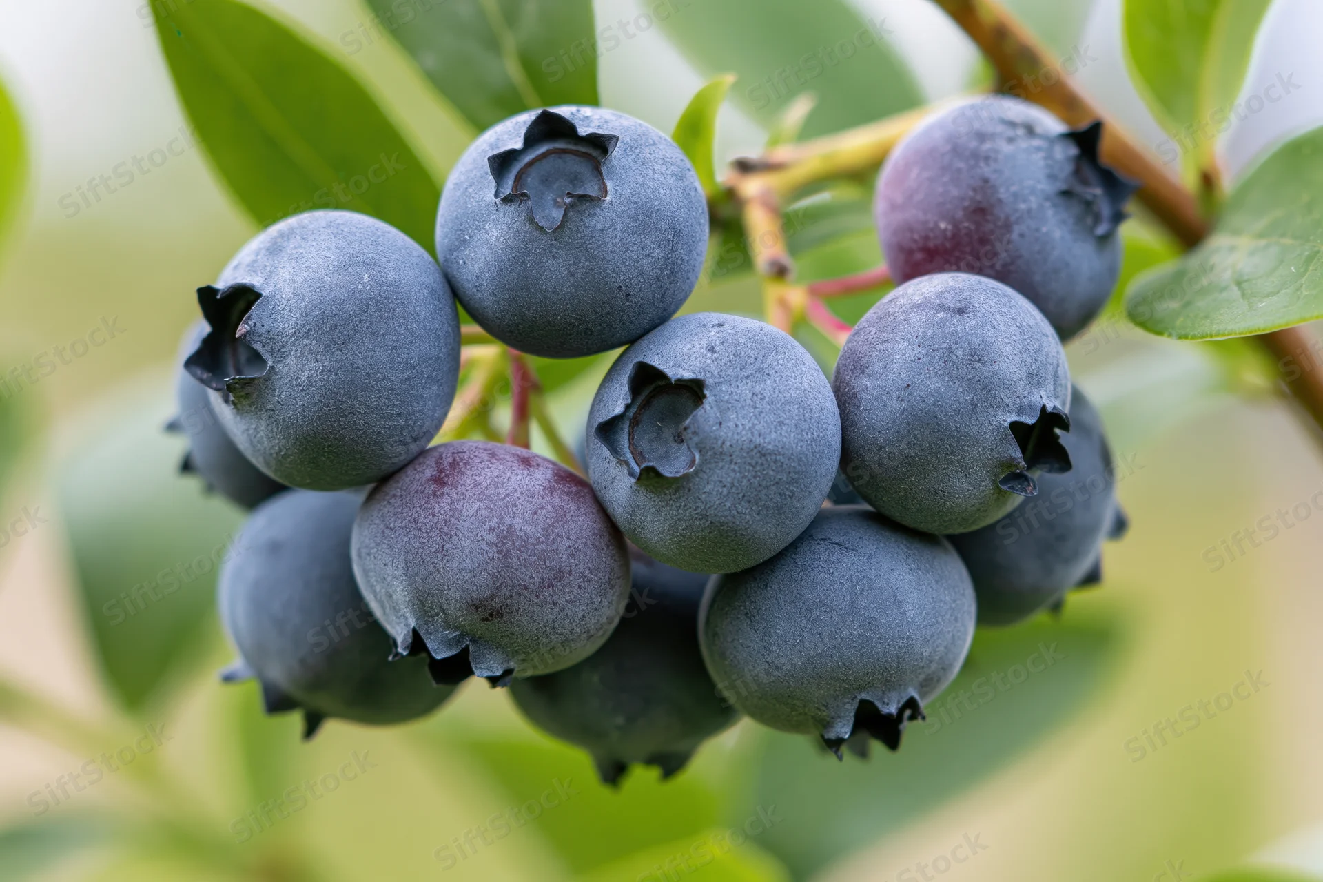 Ripe blueberries clustered on a thin woody stem with green leaves