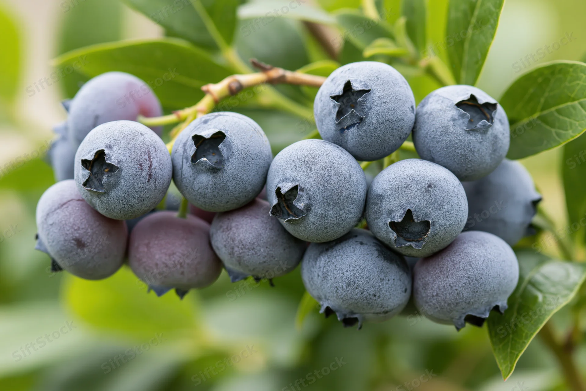 Ripe blueberries clustered on a thin woody stem with green leaves in a garden setting