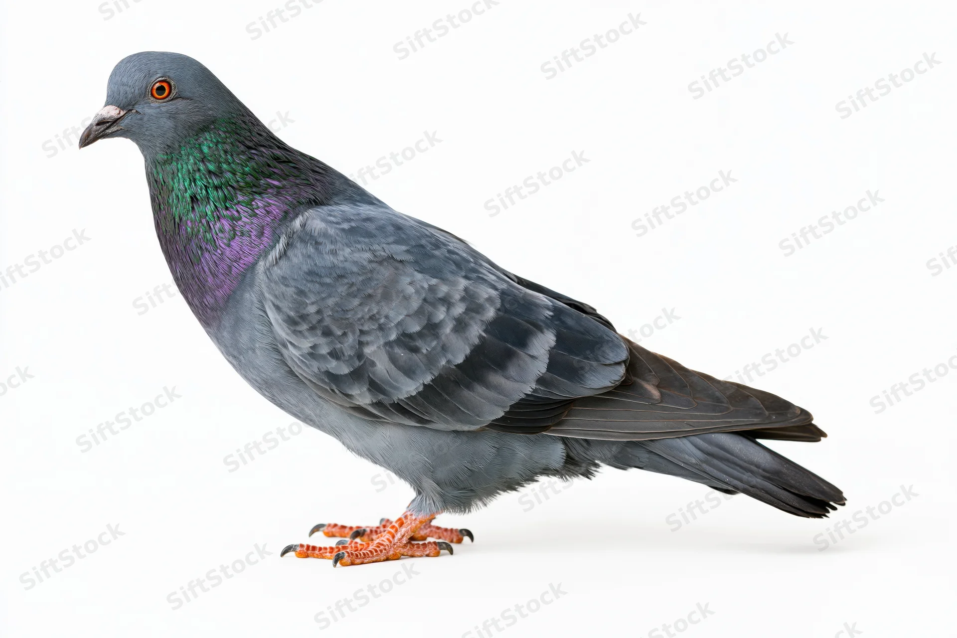 Rock pigeon standing still in profile against white background