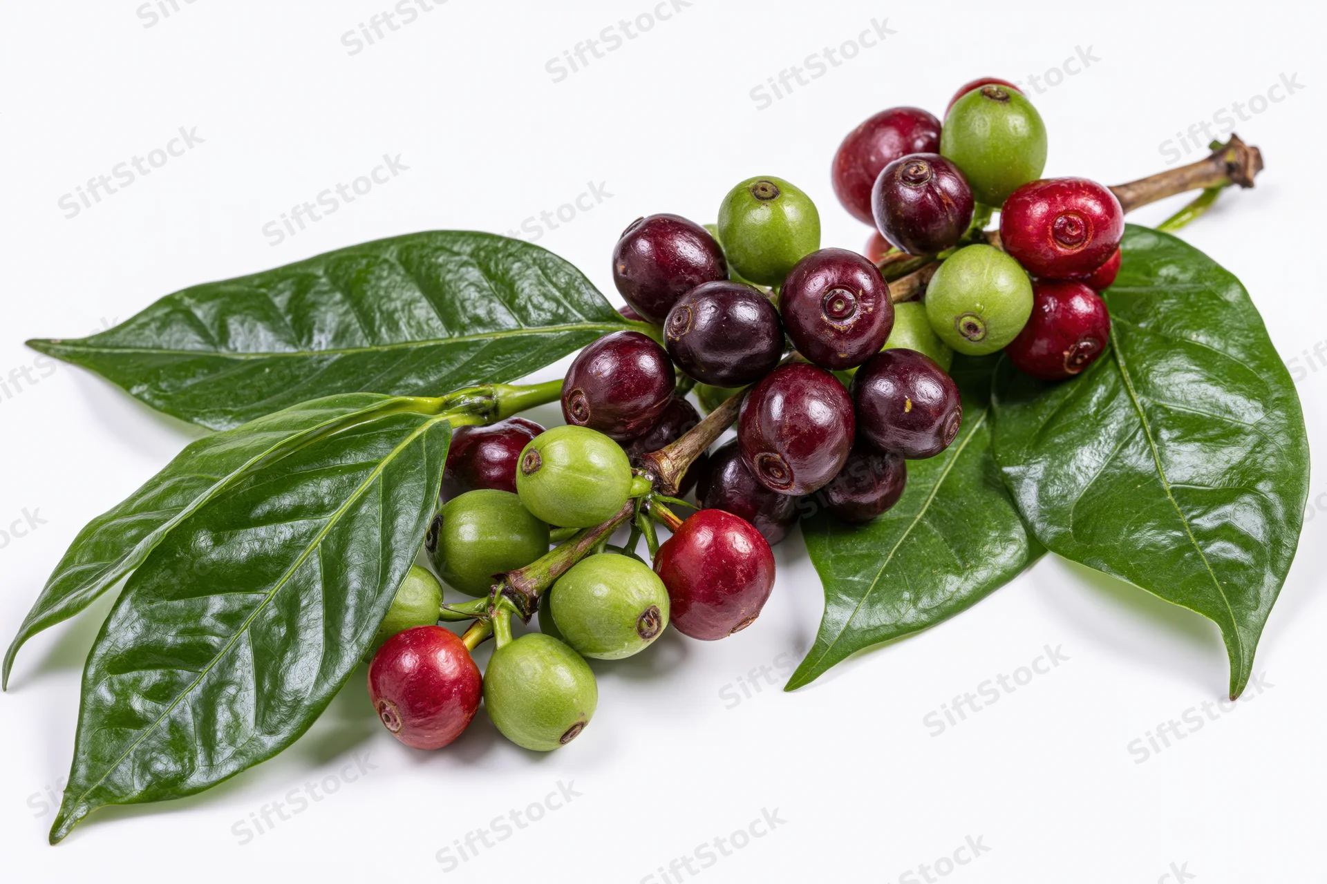 Coffee plant branch with green leaves and red and green cherries on white background