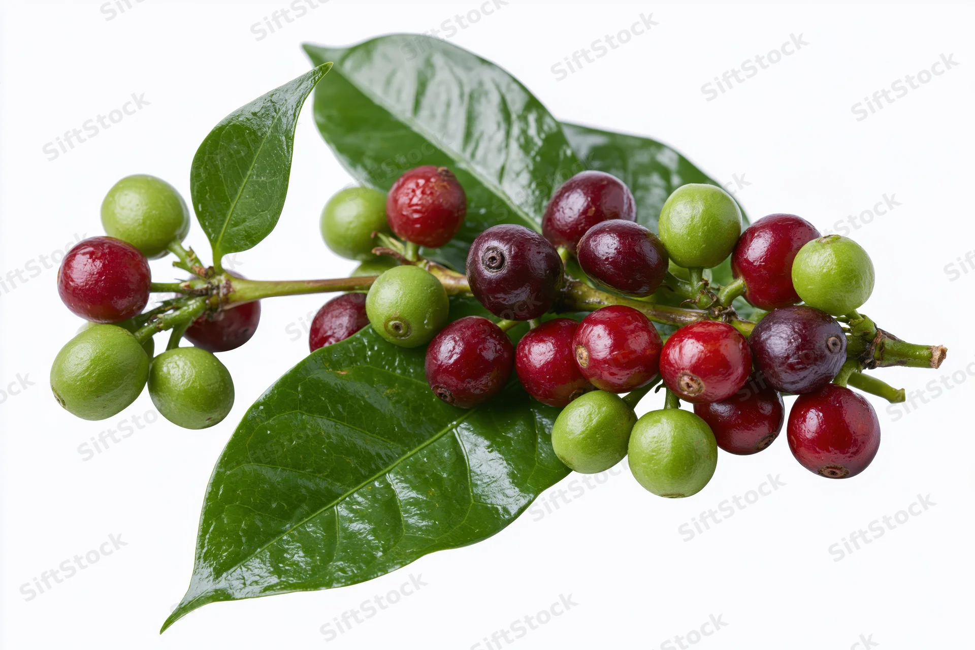 Coffee plant branch with green and red cherries and leaves on white background