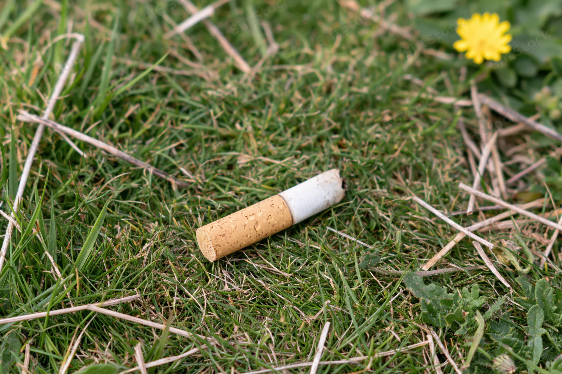Discarded cigarette butt lying filter-up on grass near a yellow flower