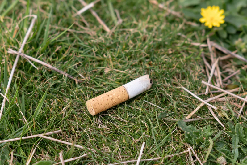 Discarded cigarette butt lying filter-up on grass near a yellow flower