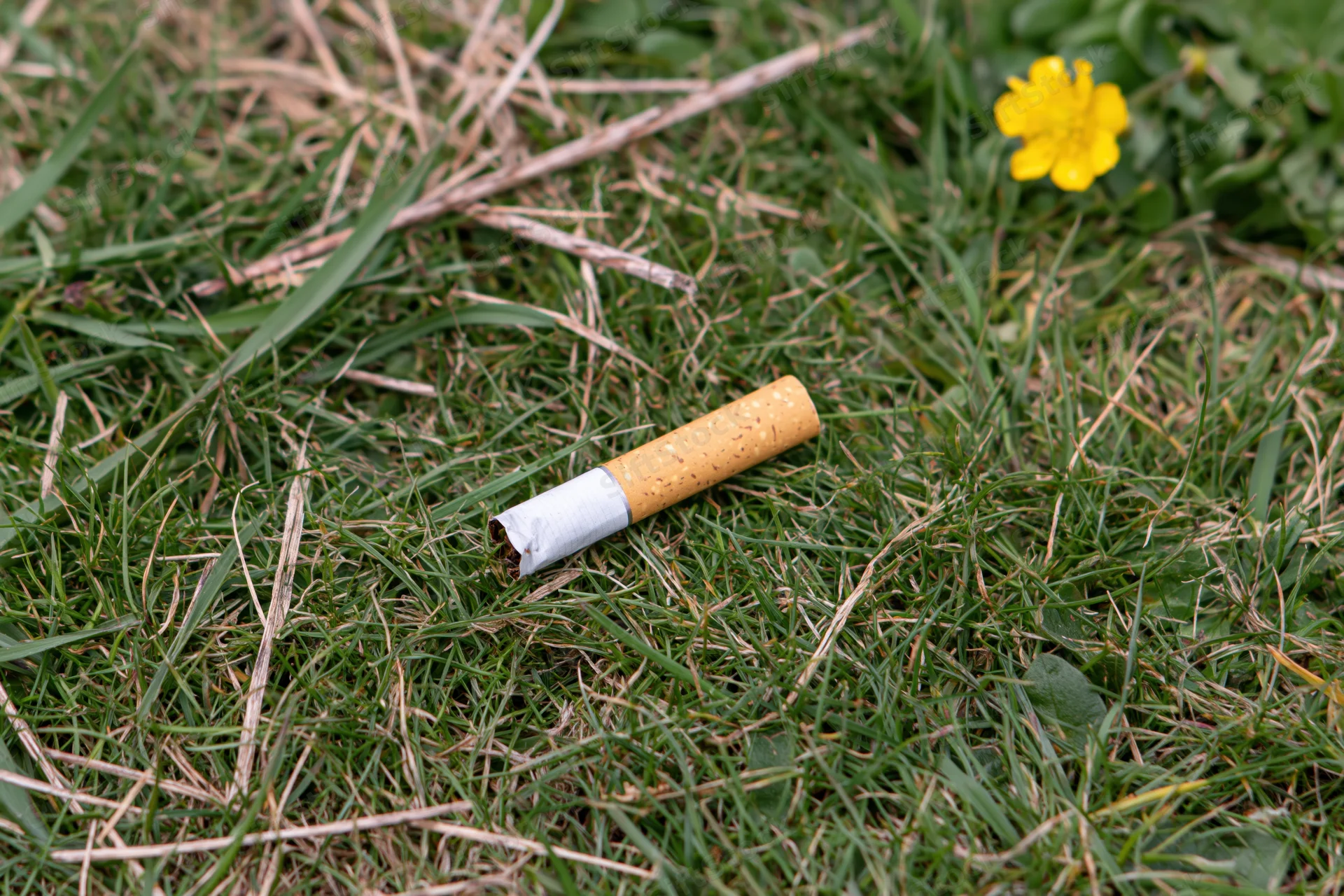 Discarded cigarette butt lying on grass near a yellow flower in a meadow