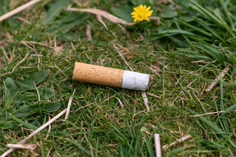 Discarded cigarette butt lying on grass near a yellow flower