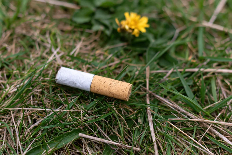 Discarded cigarette butt lying filter-up in grass near a yellow dandelion flower