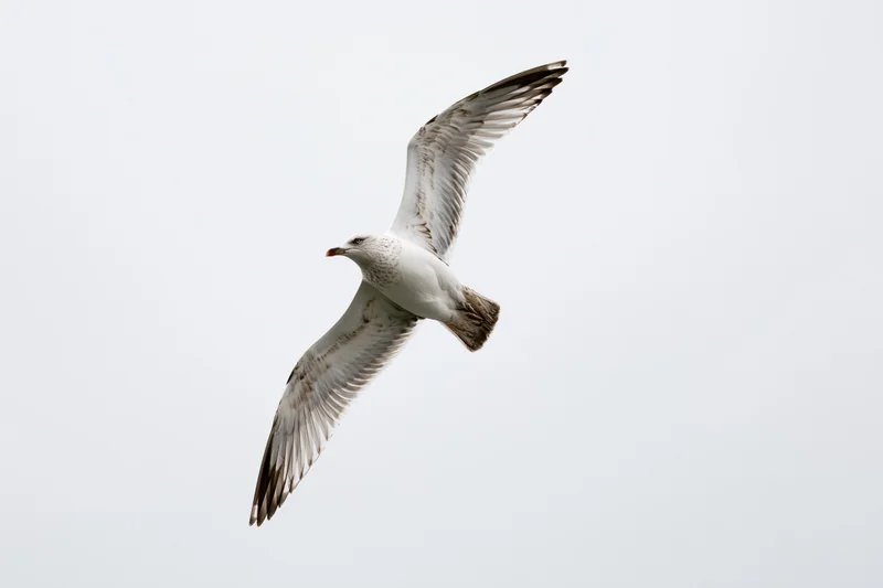 Seagull in mid-flight with wings spread wide against a plain sky