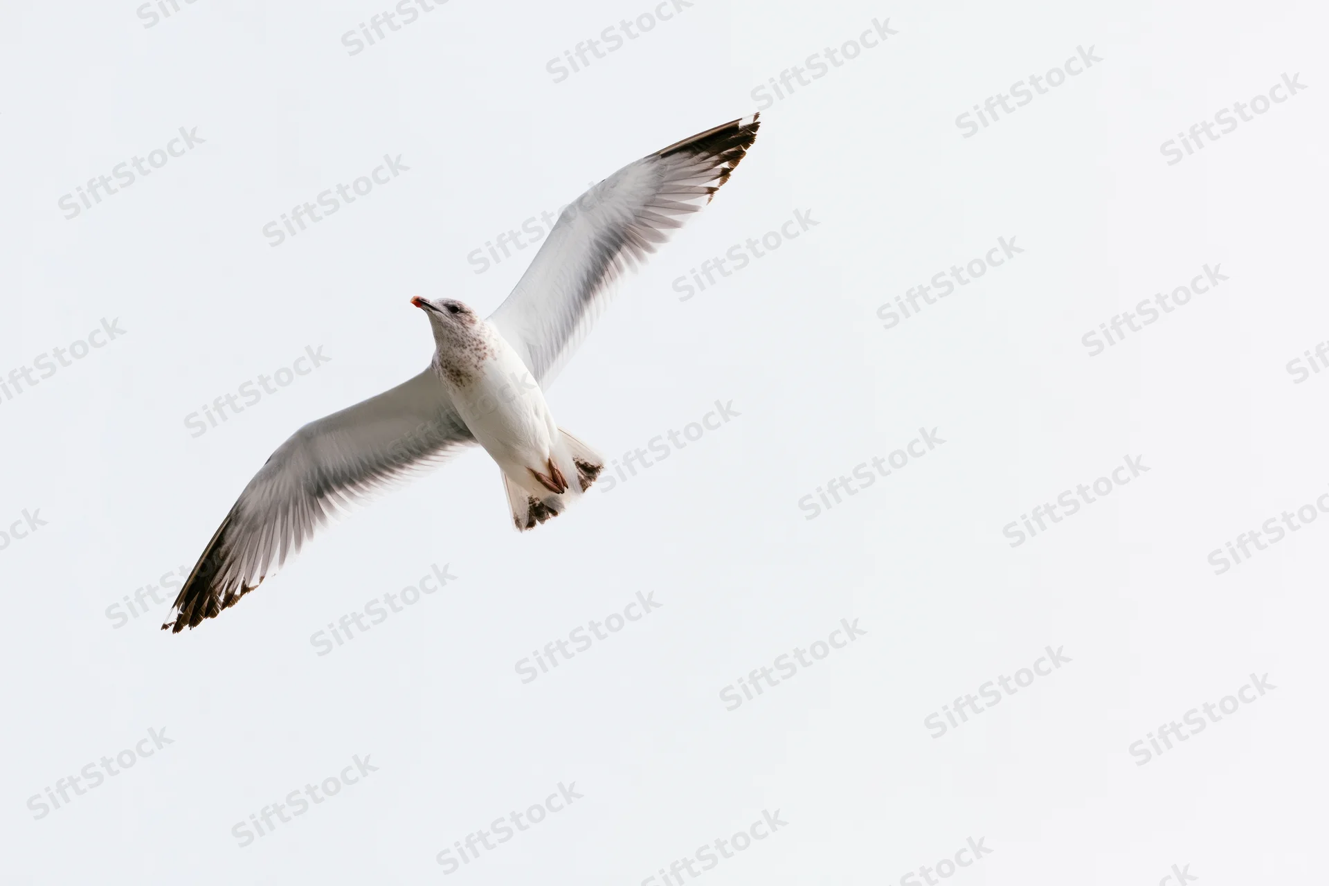 Seagull in mid-flight with wings spread wide against a pale sky
