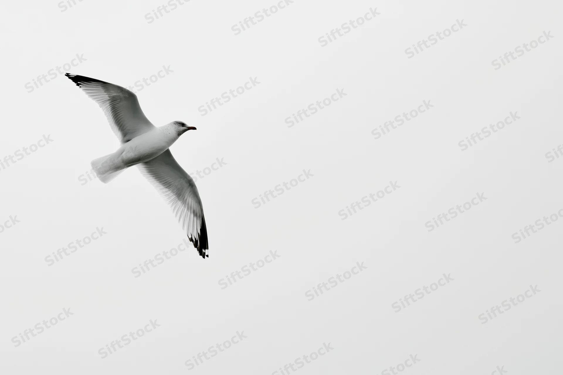 Seagull in mid-flight with wings spread against a plain sky