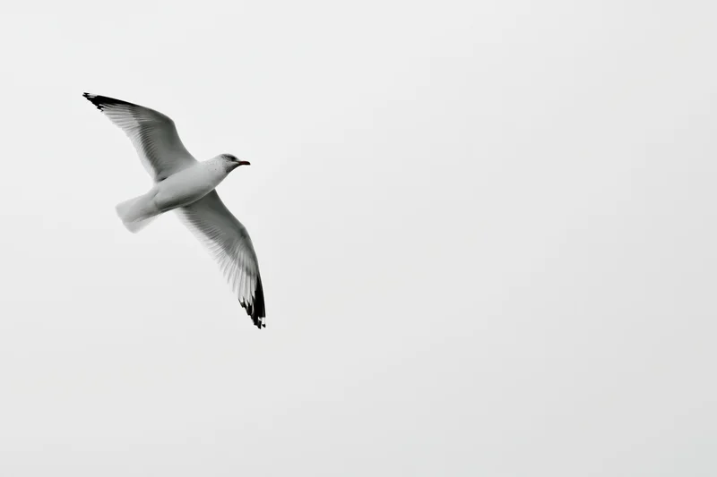Seagull in mid-flight with wings spread against a plain sky