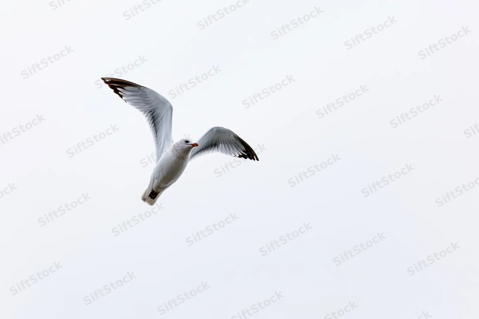 Seagull in mid-flight with wings spread against a pale sky