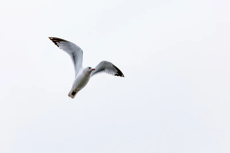 Seagull in mid-flight with wings spread against a pale sky