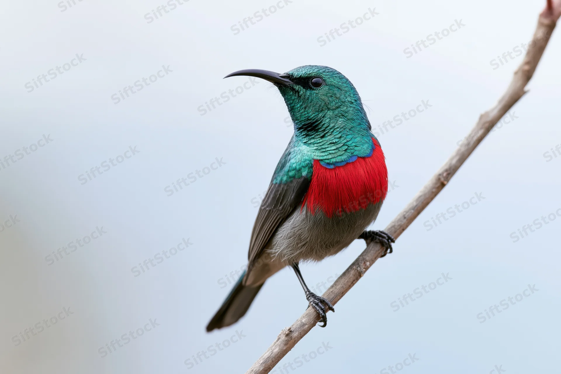 Southern double-collared sunbird perched upright on a bare branch against a soft sky background