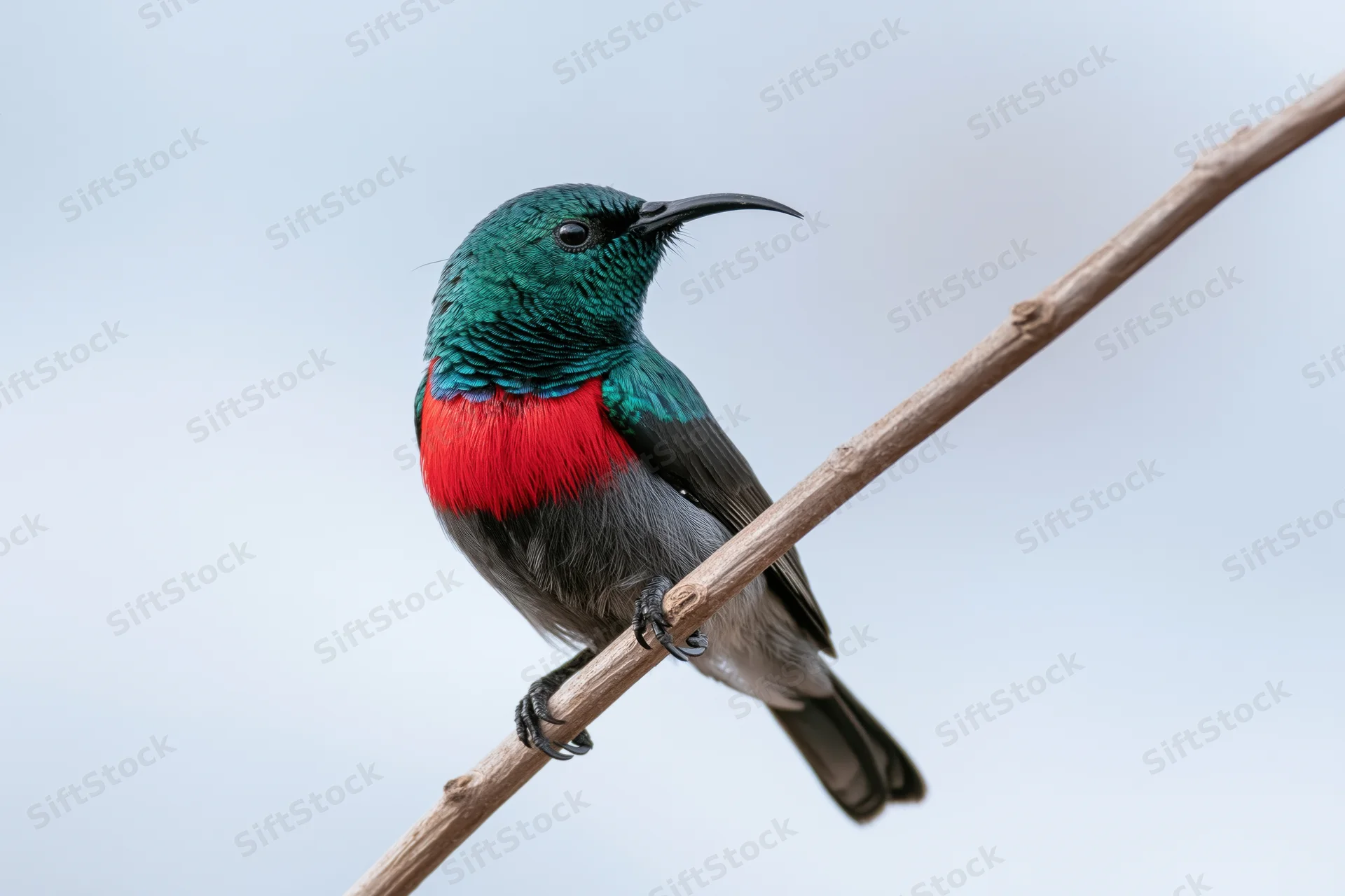Southern double-collared sunbird perched upright on a bare branch against a soft sky background