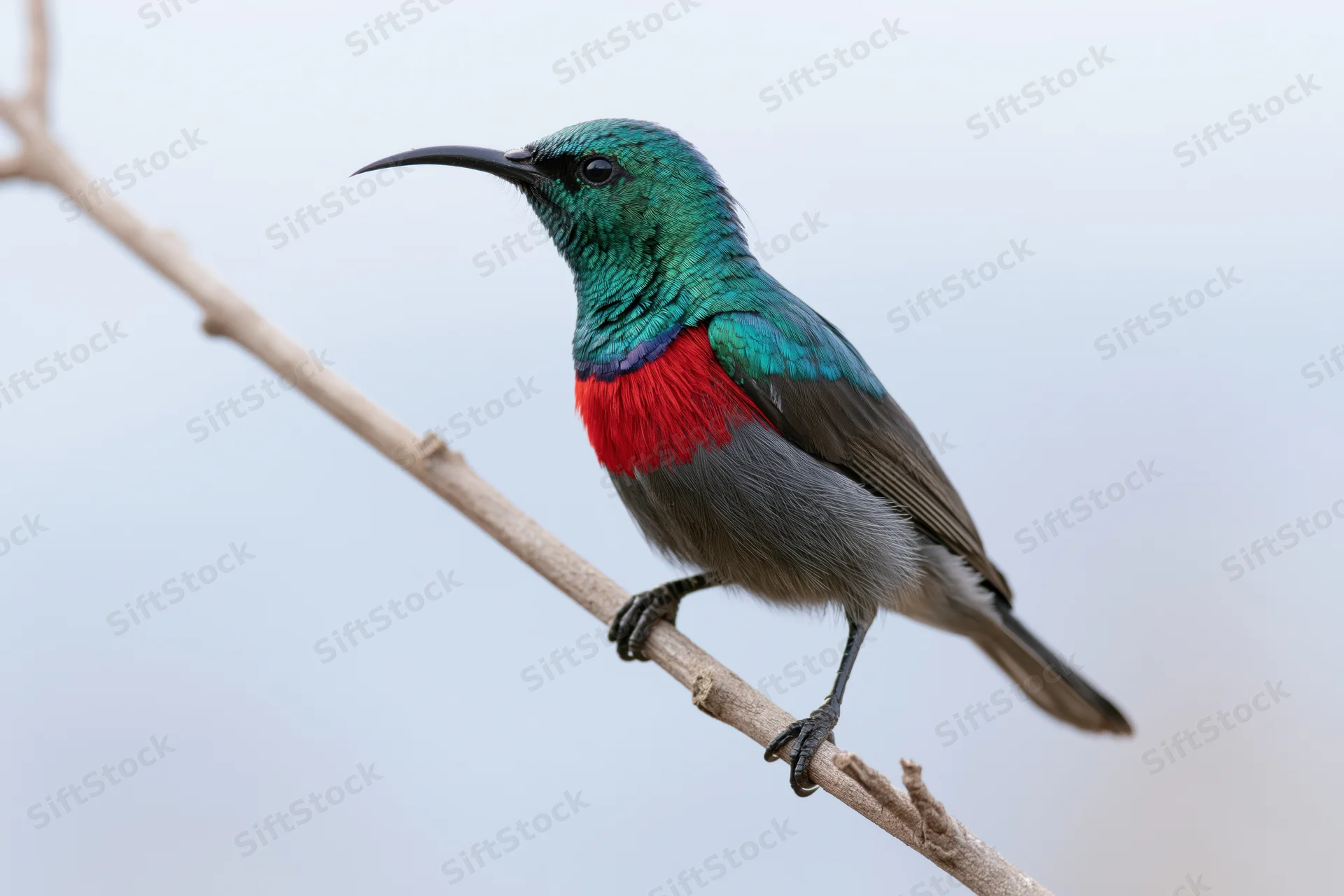 Southern double-collared sunbird perched upright on a bare branch outdoors