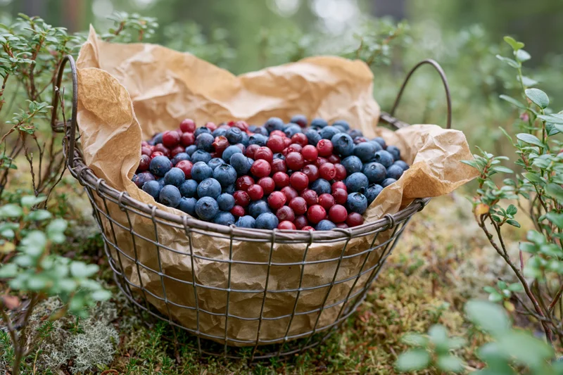 Wire basket filled with blueberries and cranberries lined with kraft paper resting on mossy forest floor among green shrubs