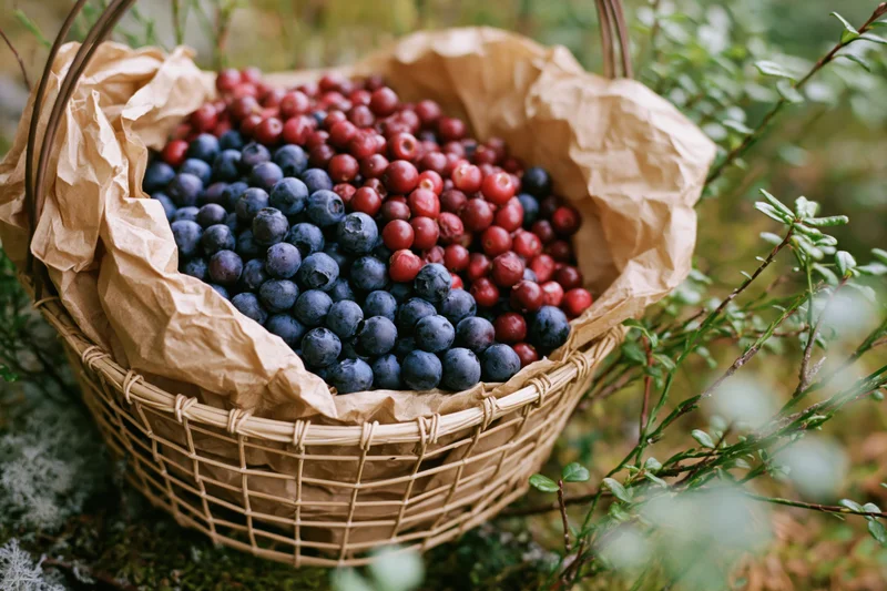 Woven basket filled with blueberries and cranberries resting on mossy ground in a forest setting