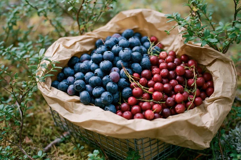 Wire basket filled with blueberries and cranberries lined with crumpled kraft paper in forest setting