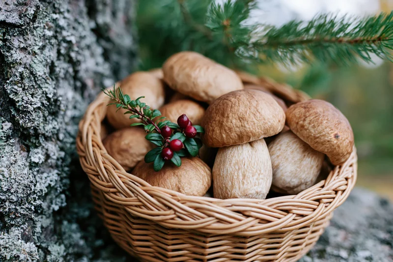 Woven basket filled with porcini mushrooms and cranberries resting against a lichen-covered tree in a forest setting