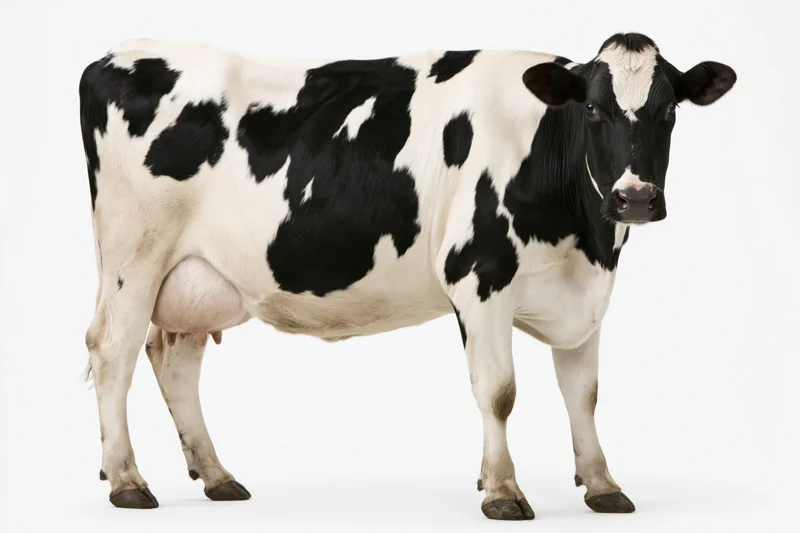 Holstein dairy cow standing still facing slightly forward on white background