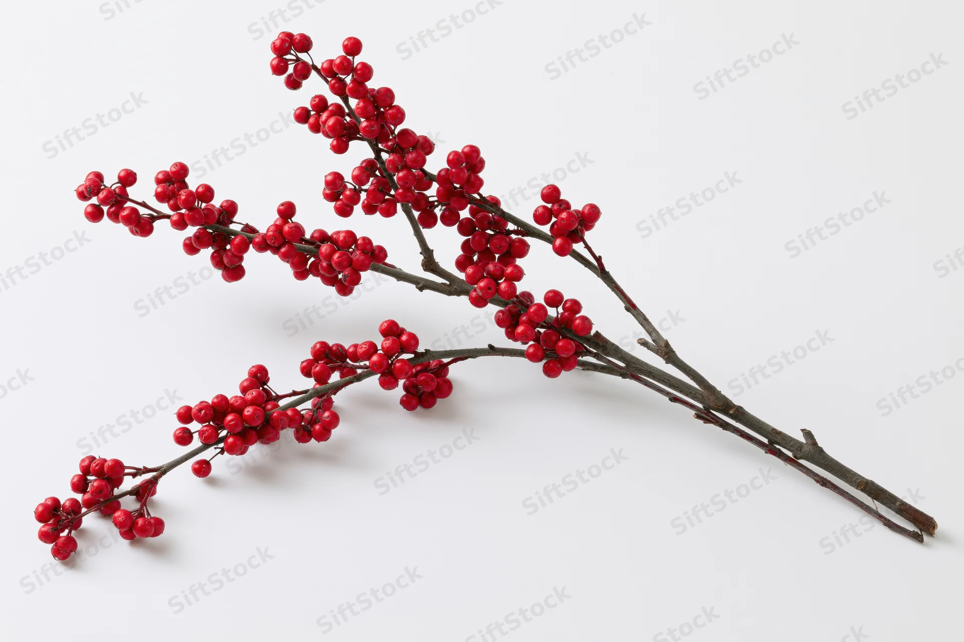 Bare winter branch with clusters of small red berries on white background