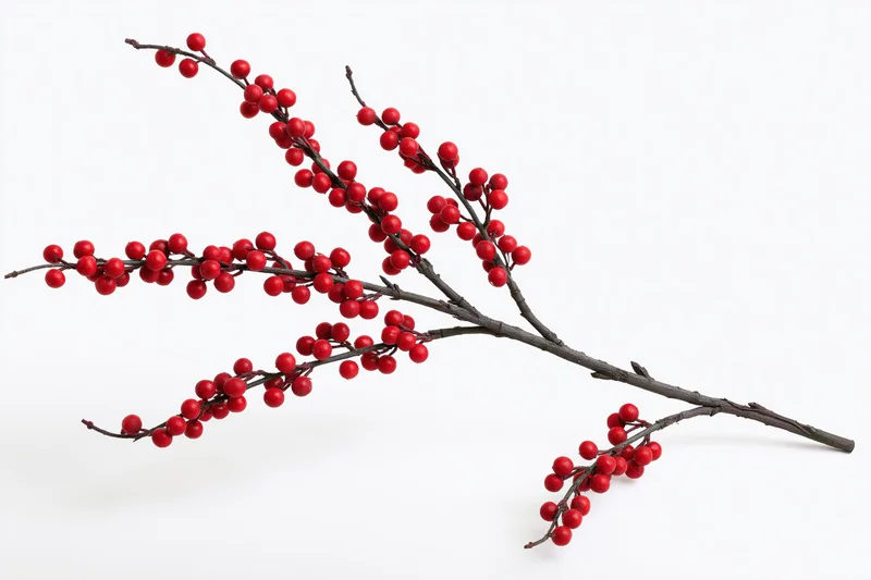 Bare winter branch with clusters of small red berries on white background