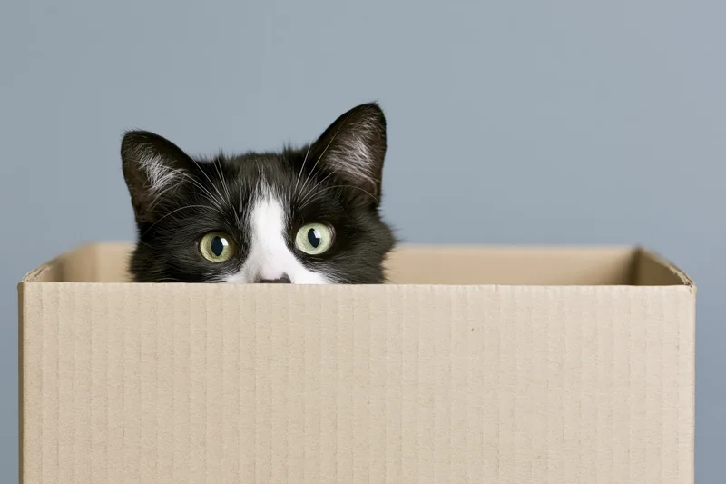 Black and white tuxedo cat peeking over edge of open cardboard box in studio setting