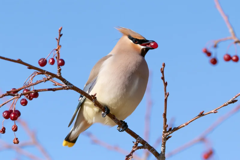 Bohemian waxwing perched on bare branch eating red berry against blue sky