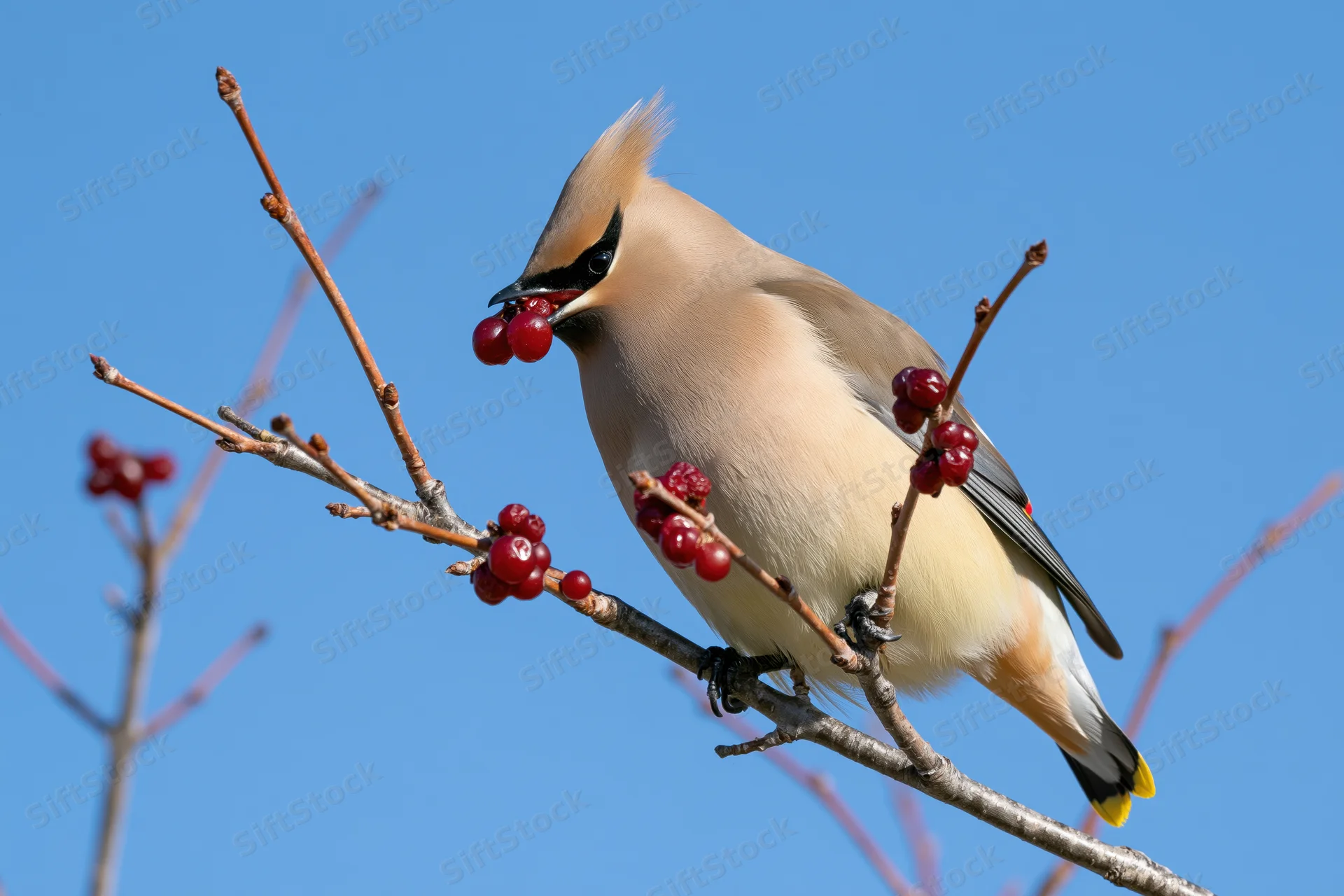 Bohemian waxwing perched on bare branch eating red berries against blue sky