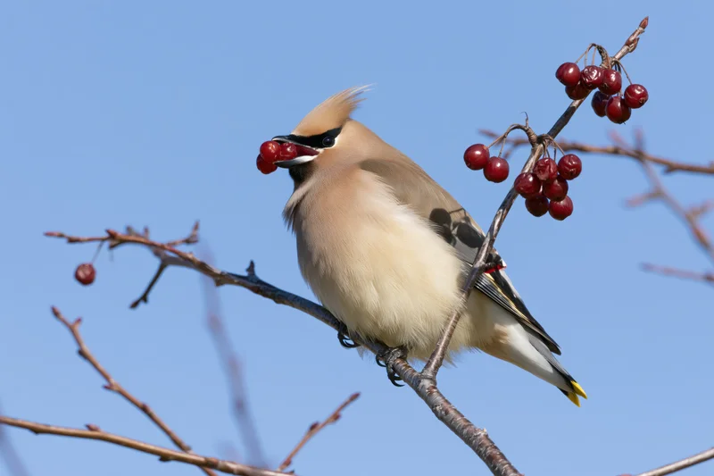 Bohemian waxwing perched on a bare branch eating red berries against a clear blue sky