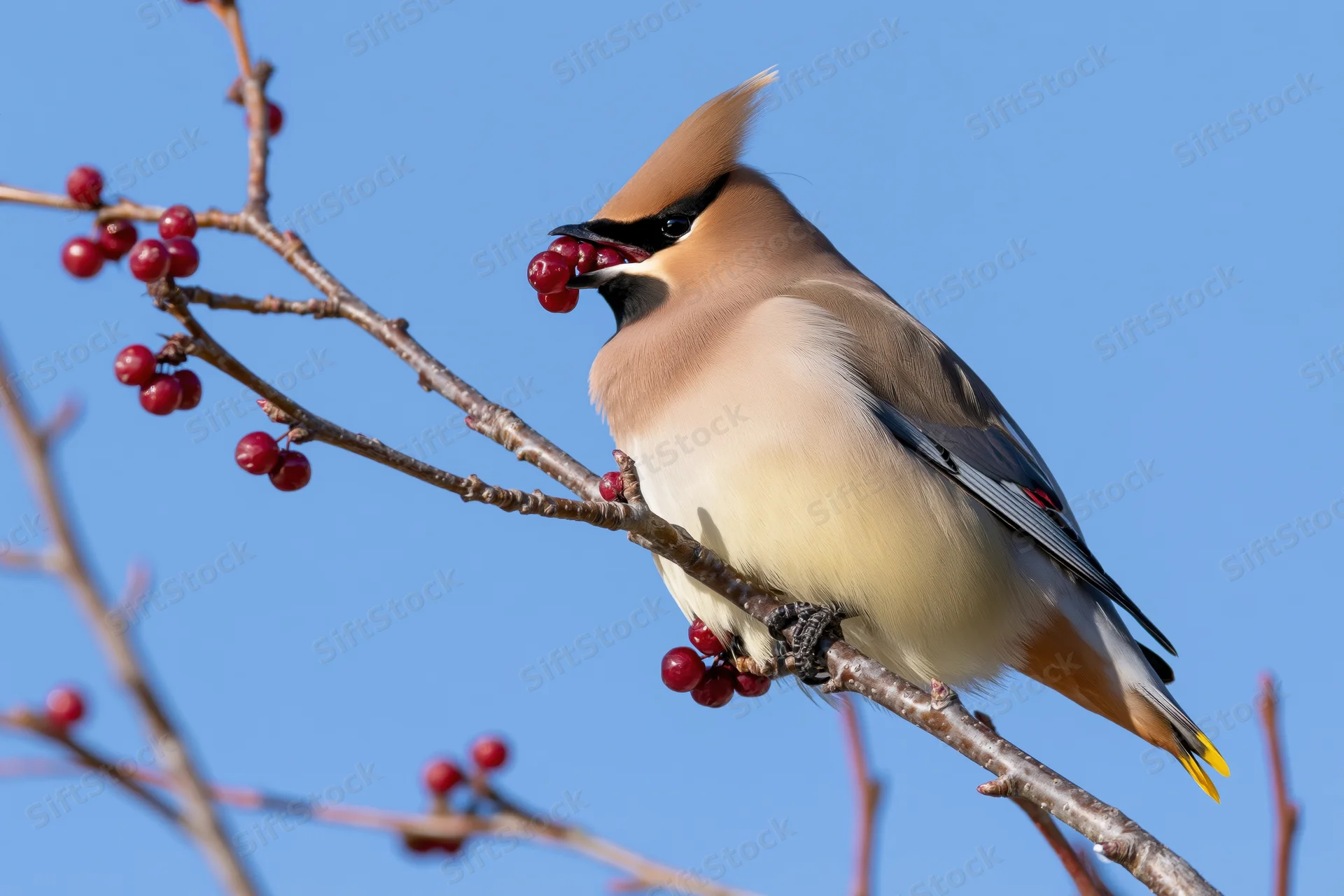 Bohemian waxwing perched on bare winter branch eating red berries against blue sky