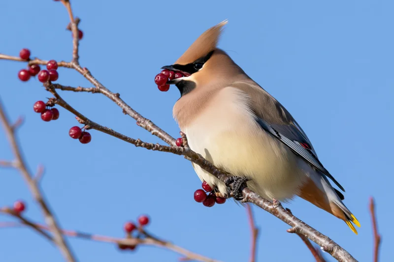 Bohemian waxwing perched on bare winter branch eating red berries against blue sky