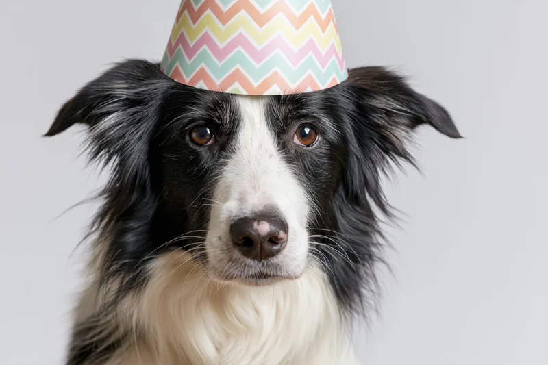 Border collie wearing a colorful chevron-patterned paper party hat in studio portrait