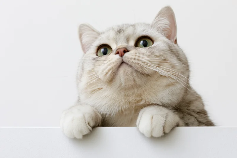 Britishshorthair cat with silver tabby fur peeking over white surface, looking up with curious expression