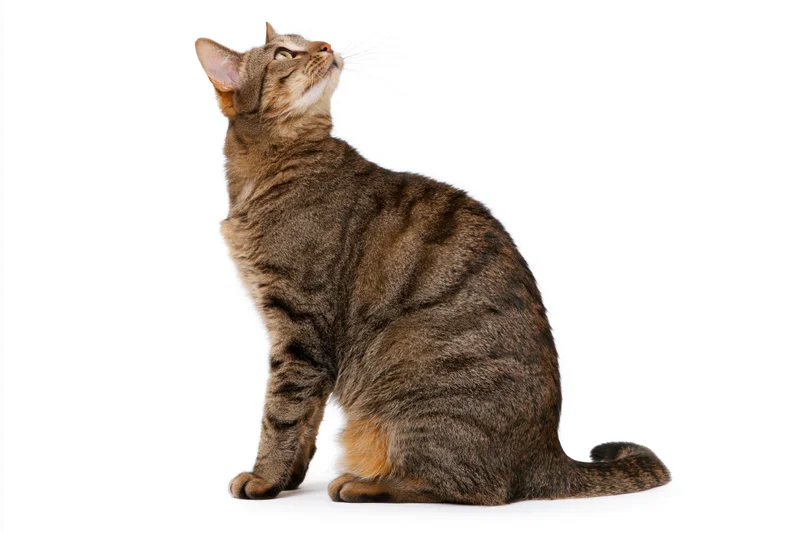 Brown tabby cat sitting upright in profile with head tilted back looking up against white background
