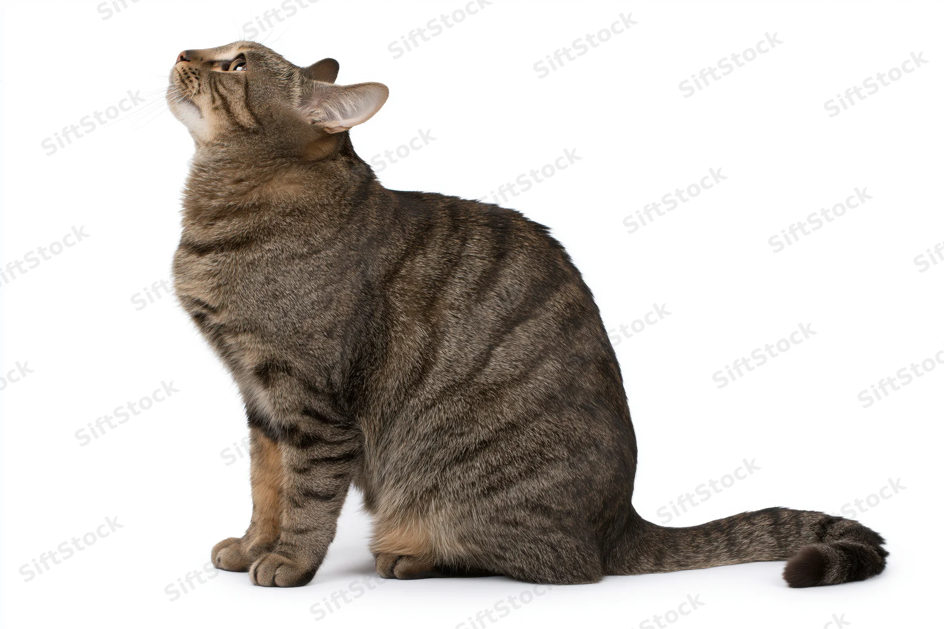 Brown tabby cat sitting in profile with head tilted back against white background