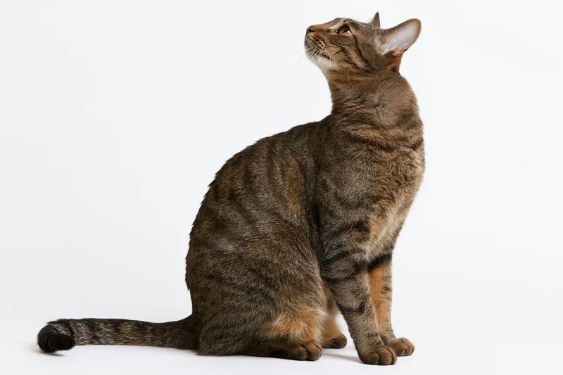Brown tabby cat sitting in profile with head tilted back on white background