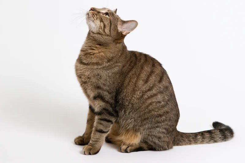 Brown tabby cat sitting in profile with head tilted back against white background