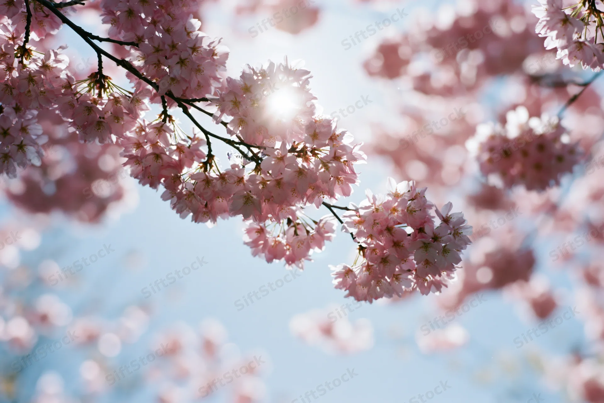 Cherry blossom branch in full bloom against a bright blue sky with sunlight filtering through the pink flowers