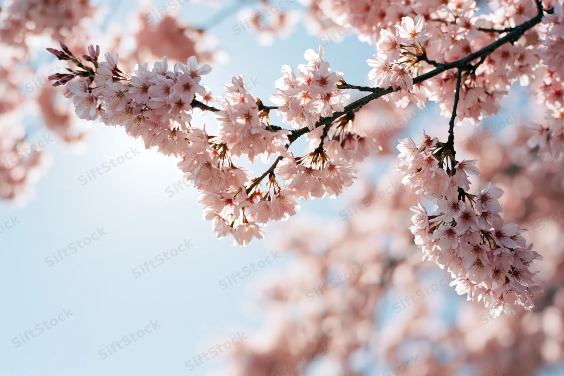Cherry blossom branch in full bloom against a clear blue sky