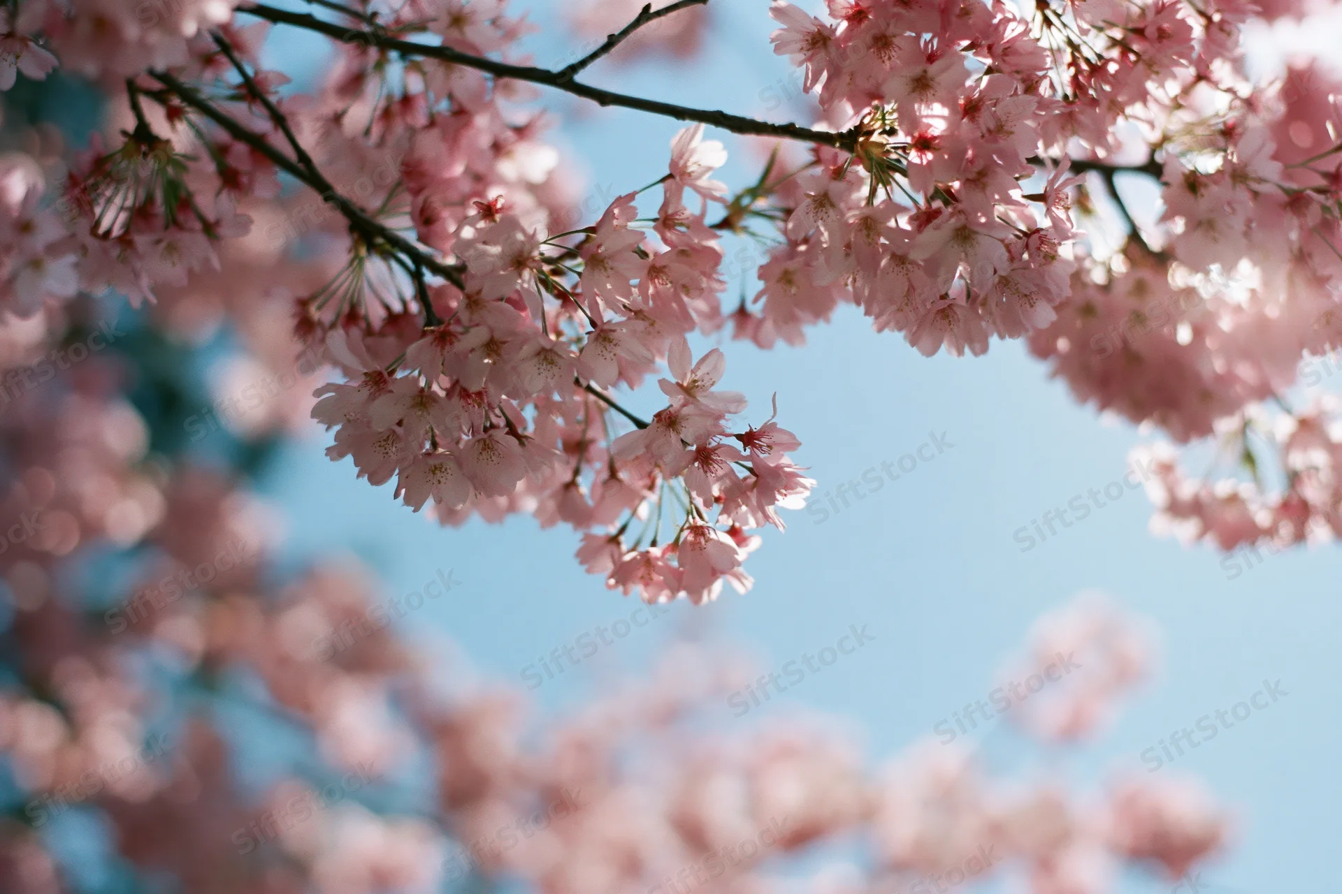 Cherry blossom branch in full bloom against a clear blue sky
