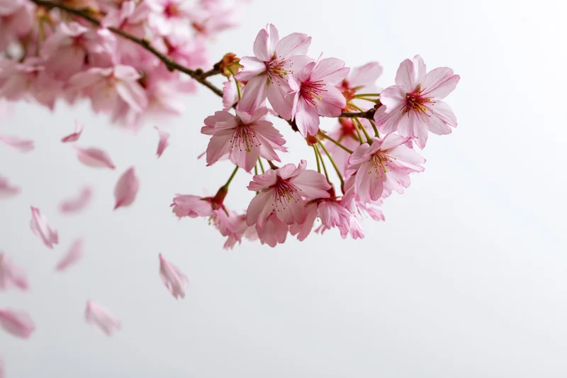 Cherry blossom branch in full bloom with falling petals against a white background