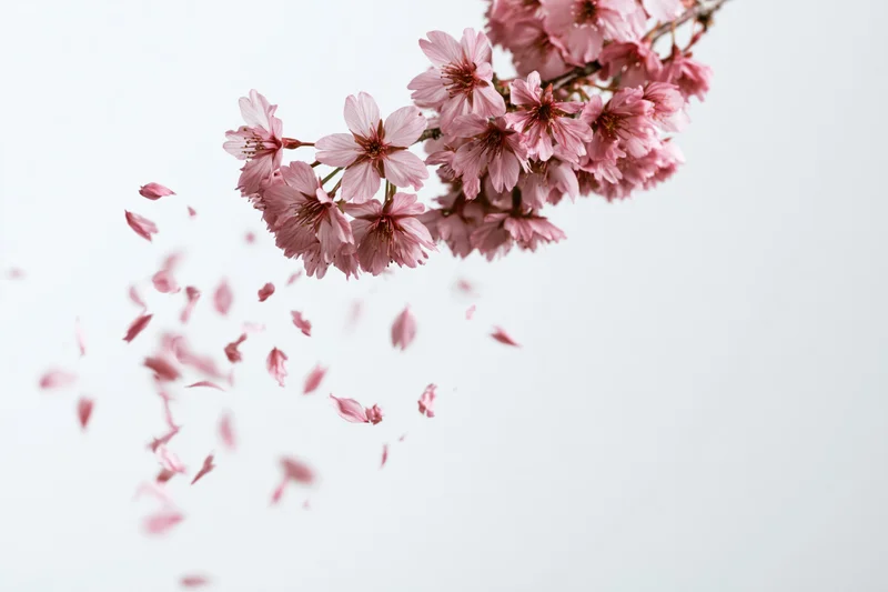 Cherry blossom branch with pink flowers in full bloom, petals falling against white background