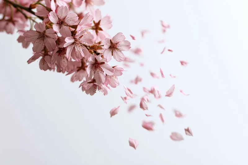 Cherry blossom branch in full bloom with petals drifting away against a soft white background